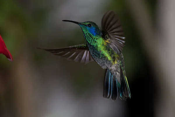 Zelená fialová ucho kolibřík v letu — Stock fotografie