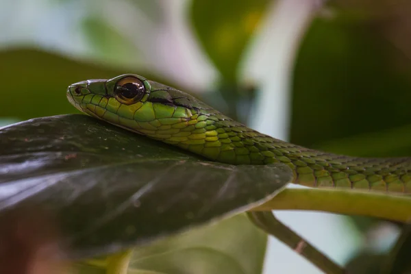Lizard on green leaf — Stock Photo, Image