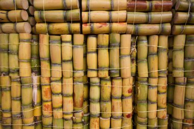 Şeker kamışı yığınları