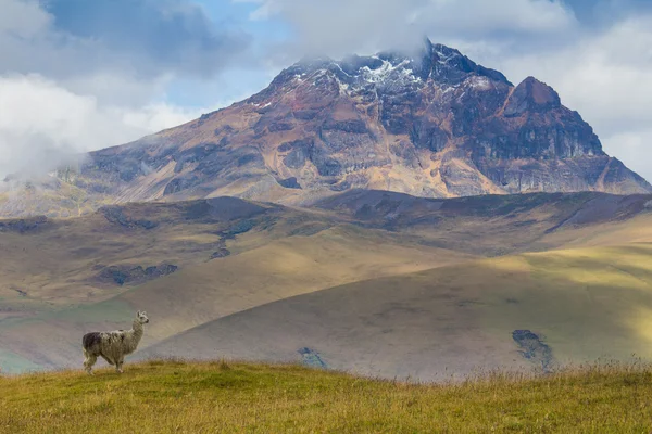 Picos de llamas y andinos —  Fotos de Stock