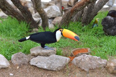 Parlak sarı gagası ile Toucan