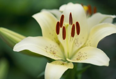 yeşil çim zemin çiçek