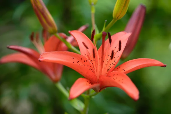 背景の緑の草の花 — ストック写真