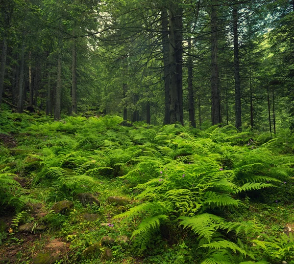 Lasu jako tło w okresie letnim — Zdjęcie stockowe