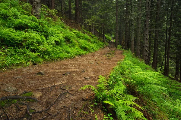 Gångvägen i sommar skog — Stockfoto