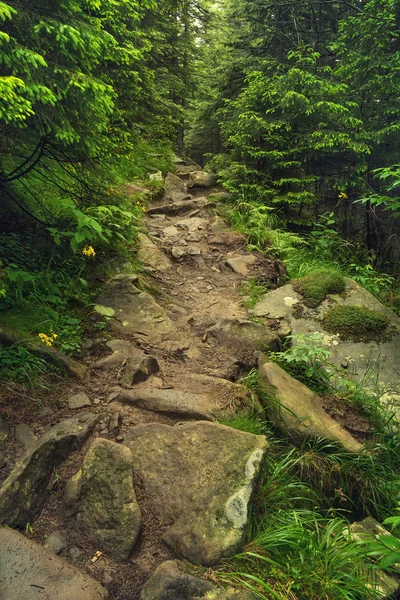 Walkway in summer forest — Stock Photo, Image