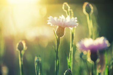 Arka plan olarak bahar çiçekleri