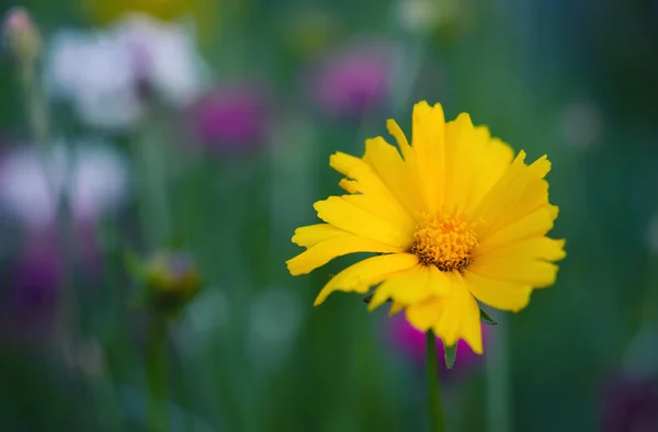 Bunga musim semi sebagai latar belakang — Stok Foto