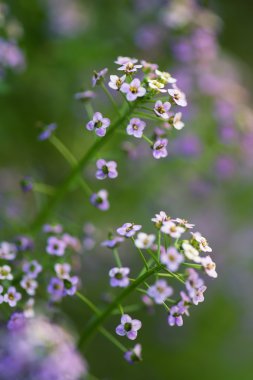 Arka plan olarak bahar çiçekleri