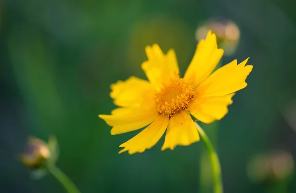 Bunga musim panas sebagai latar belakang — Stok Foto