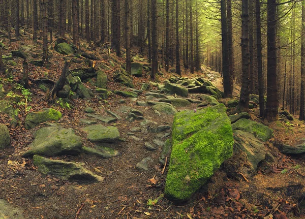 Trailway i skogen — Stockfoto