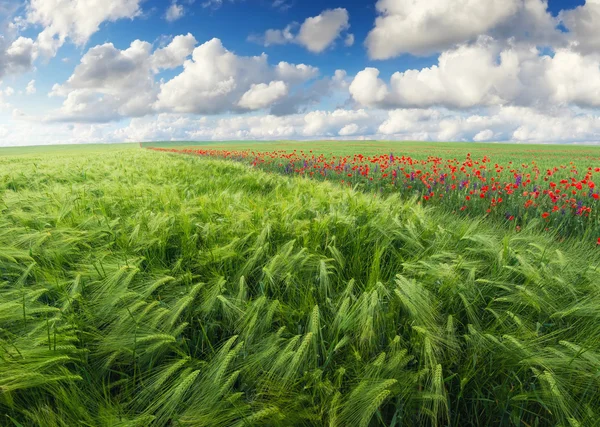 Paisaje agrícola natural — Foto de Stock