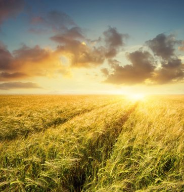 Alan yolda. Tarım peyzaj