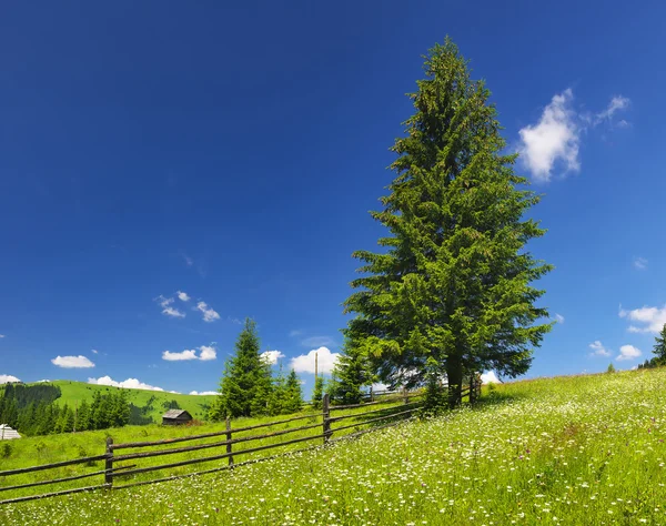 Campo con fiori nel periodo estivo — Foto Stock