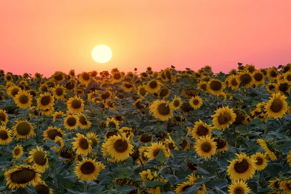 Agricultural natural landscape in the summer time — Stock Photo, Image