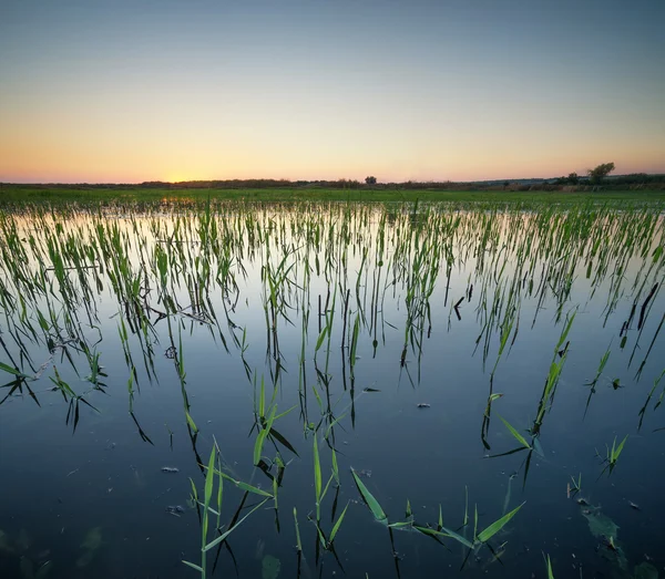 Sunset on lake in summer time — Stock Photo, Image