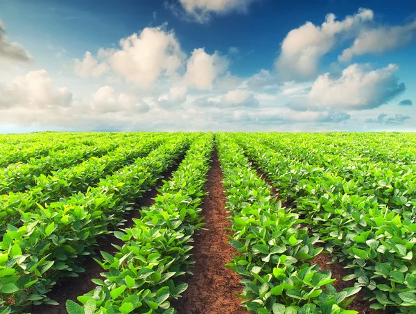 Green rows on field — Stock Photo, Image
