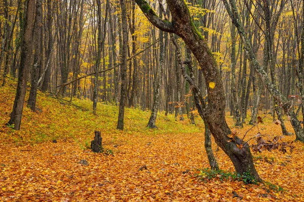 Осенний лес как фон — стоковое фото