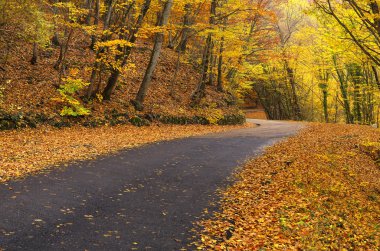 Sonbahar ormanında yol 