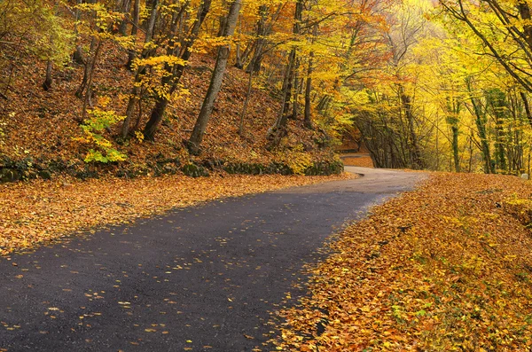 Road in autumn forest — Stock Photo, Image