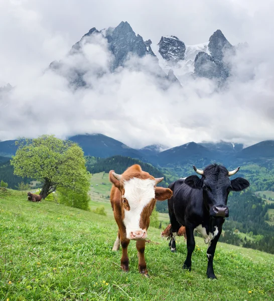 Des vaches sur le terrain. Animaux de ferme — Photo