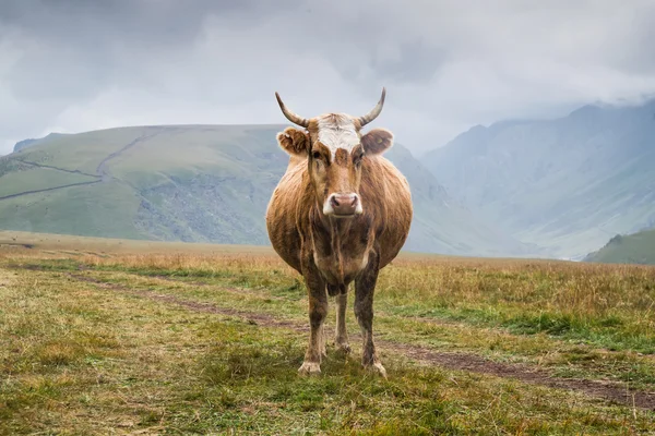 Αγελάδα στον τομέα στα βουνά — Φωτογραφία Αρχείου