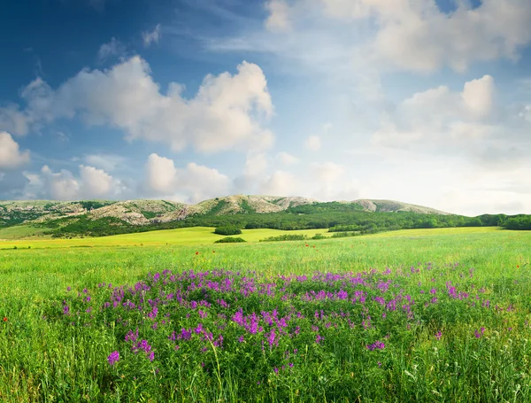 Campo verde nella valle della montagna — Foto Stock