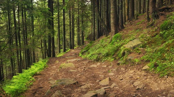 Härlig skog på sommaren — Stockfoto