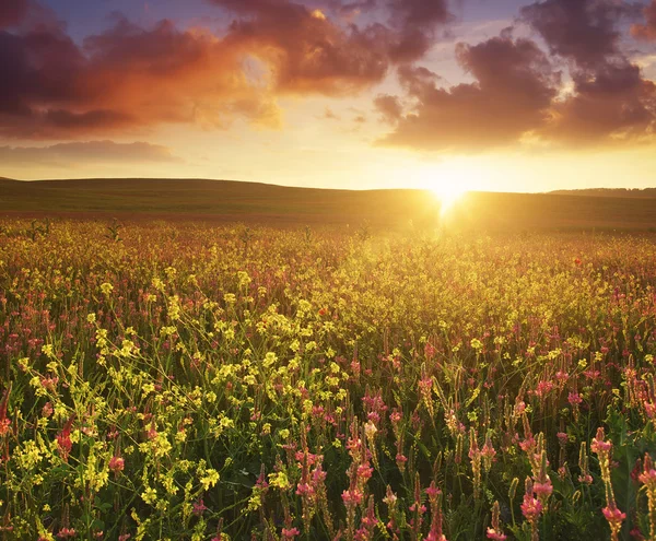 Campo con fiori durante il tramonto — Foto Stock