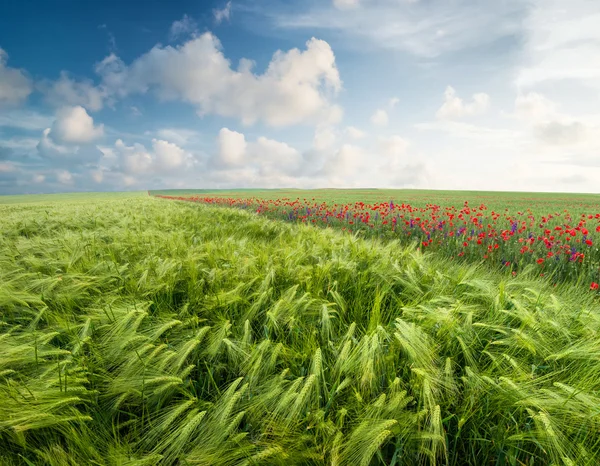 สนามฤดูร้อนสีเขียวที่มีดอกไม้ — ภาพถ่ายสต็อก