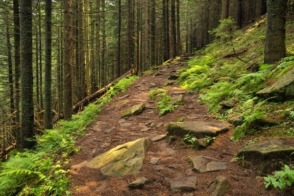 Gångvägen i sommar skog — Stockfoto