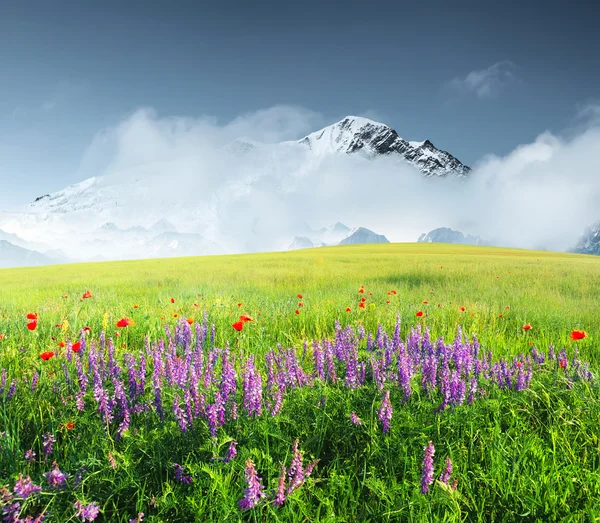 Campo com flores no vale da montanha — Fotografia de Stock