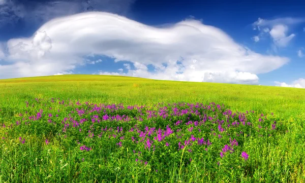 Fältet med blommor i berget dalen — Stockfoto