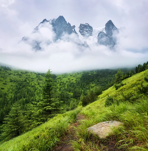 Bos en bergen in de mist — Stockfoto