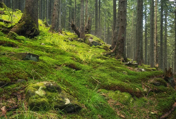 Tiefe Wälder als Hintergrund. — Stockfoto