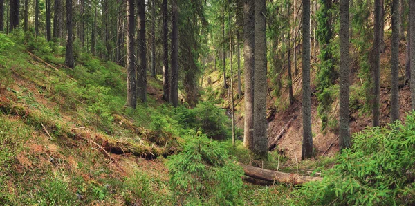 Forest background in the summer time — Stock Photo, Image