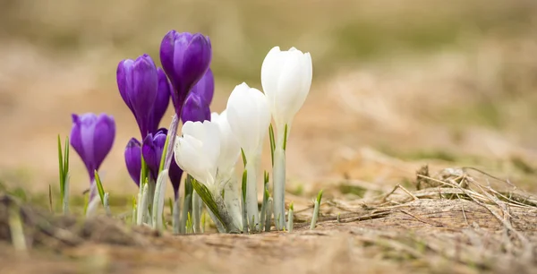 Blooming spring flowers — Stock Photo, Image