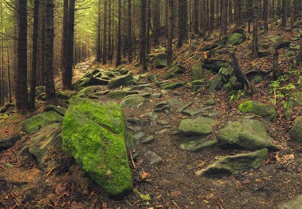 Trailway i den djupa skogen — Stockfoto