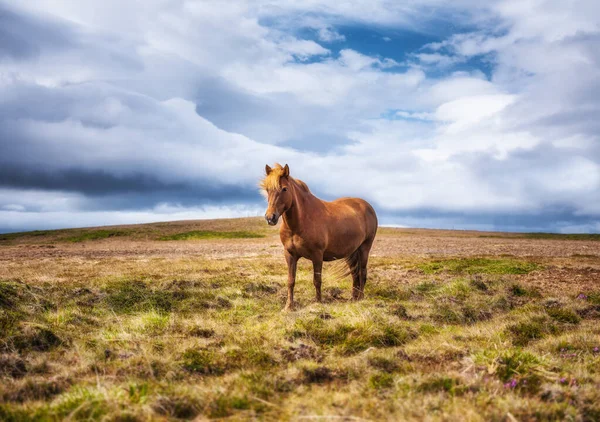 Cavalli Islanda Cavallo Pony Sul Westfjord Islanda Composizione Con Animali — Foto Stock