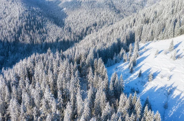 Aerial view on forest in winter time. Natural winter landscape from air. Forest under snow in winter time. Landscape from drone.