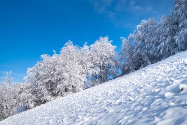 Gündüz vakti kış manzarası. Karların altındaki orman. Karlı arka planlar. Karlı hava ve kar yağışı. Açık mavi gökyüzü. 