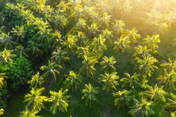 View on the jungle background. Tropical forest from top view. Summer landscape from air. Travel and vacation on summer time. Indonesia