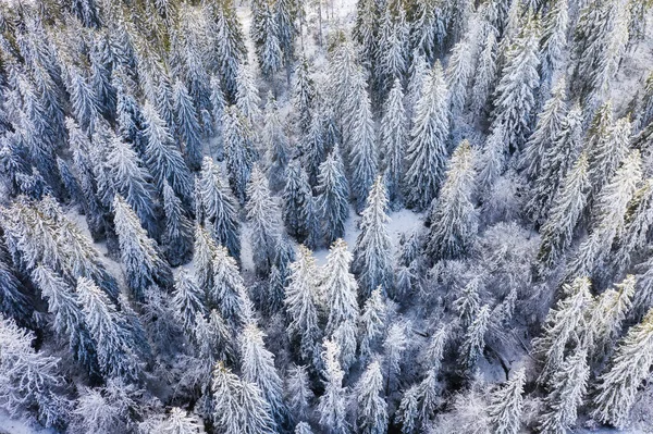 Winterlandschap Overdag Vanuit Lucht Bos Onder Sneeuw Besneeuwde Achtergronden Sneeuwzekerheid — Stockfoto