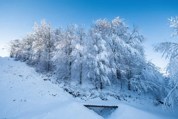 昼間の冬の風景 雪の下の森 雪の背景 雪の天気と雪 澄んだ青空 — ストック写真