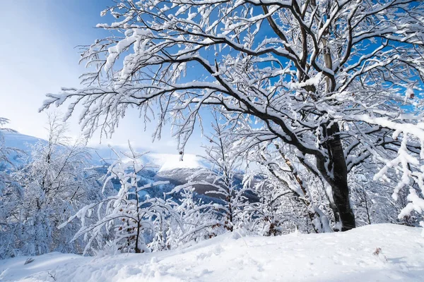 白天的冬季风景 森林和雪下的群山 白雪的背景 多雪的天气和降雪 晴朗的蓝天 — 图库照片