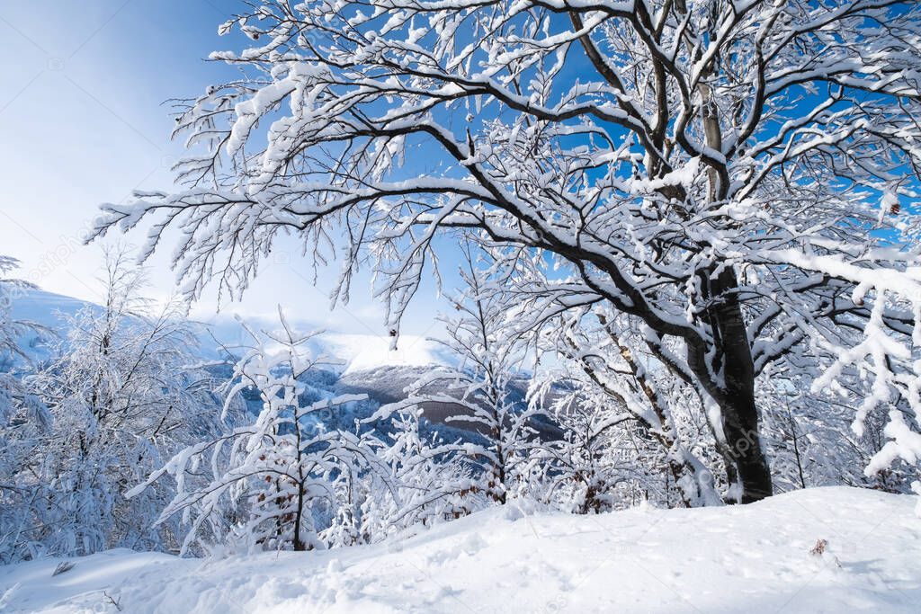 Winter landscape in the daytime. The forest and mountains under the snow. Snowy backgrounds. Snowy weather and snowfall. Clear blue sky. 