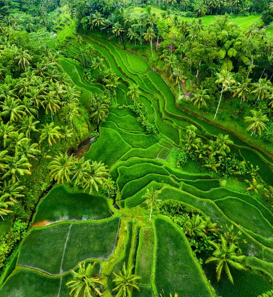 Letecký Pohled Rýžové Terasy Krajina Dronem Zemědělská Krajina Vzduchu Rýžové — Stock fotografie