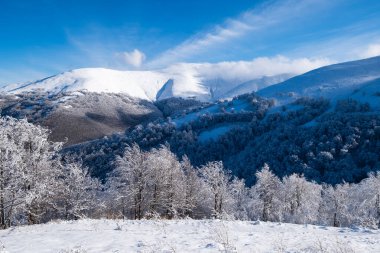 Gündüz vakti kış manzarası. Karların altındaki orman. Karlı arka planlar. Karlı hava ve kar yağışı. Açık mavi gökyüzü. 