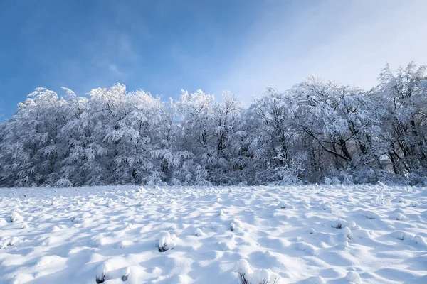 白天的冬季风景 积雪下的森林 白雪的背景 多雪的天气和降雪 晴朗的蓝天 — 图库照片