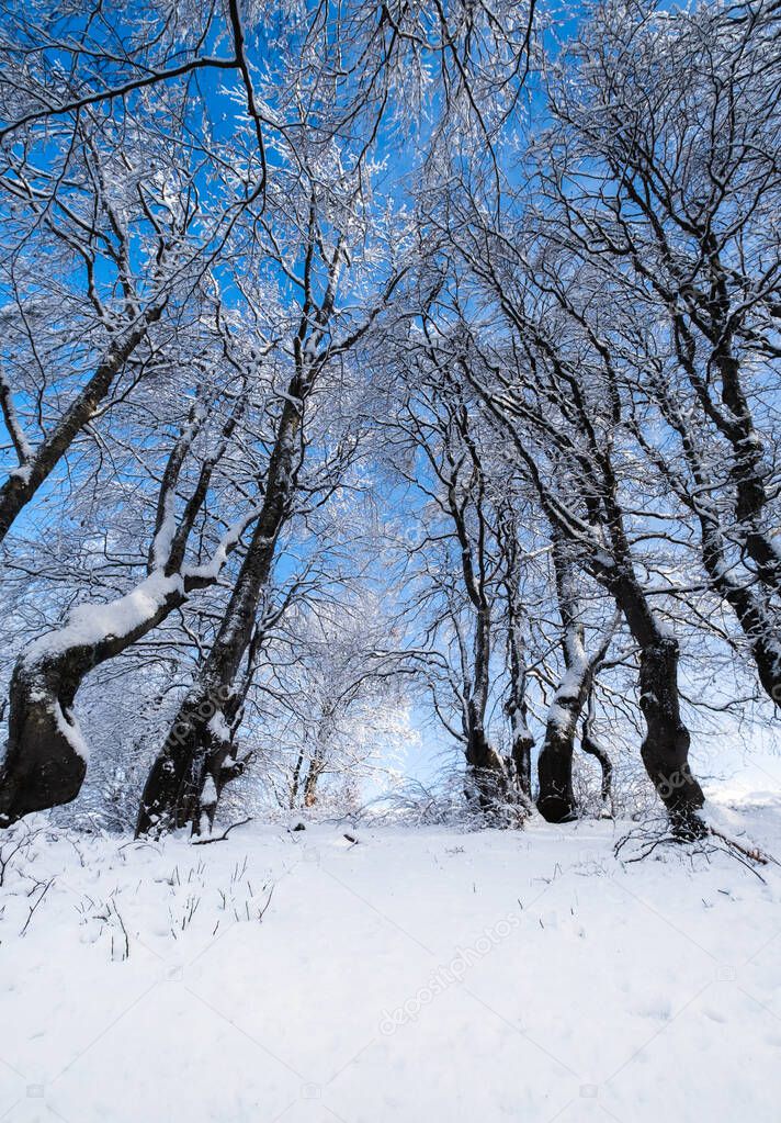 Winter landscape in the daytime. The forest under the snow. Snowy backgrounds. Snowy weather and snowfall. Clear blue sky. 